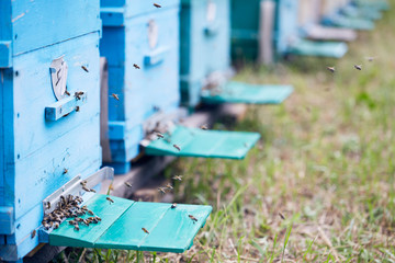 Close up of wooden beehive boxes with swarm of bees flying around landing boards, copy space