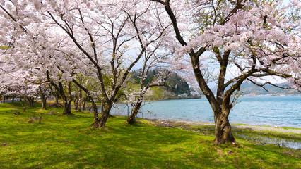 Fototapeta premium 海津大崎の桜