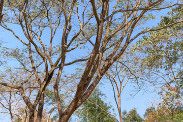 Tree and green leaves on clear sky background.