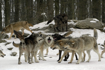 Timberwölfe (Canis lupus lycaon),  captive, Deutschland, Europa
