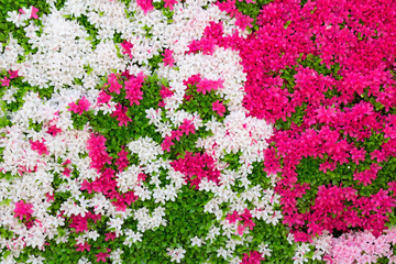 一面のツツジの花