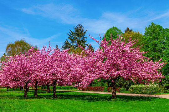 cherry blossom trees in spring