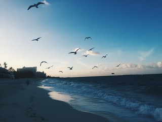 Birds on the beach