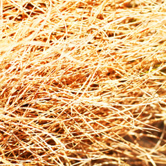 Natural texture of a dry grass.