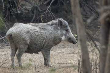 female Indian boar who stands on a clearing in a small forest on a sunny day