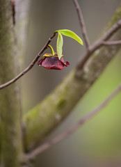 Pawpaw Tree Bloom