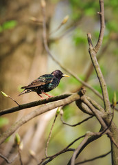 Starling, male