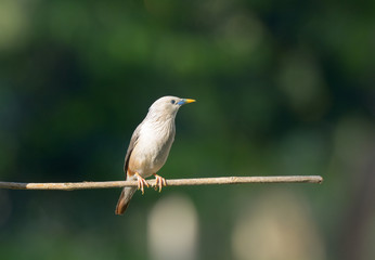 Chestnut-tailed Starling; Sturnia malabarica