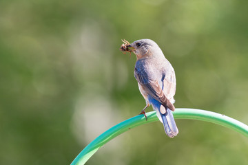 Bluebird with a spider in its beak to feed to its young.