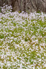 Spring Beauty Flowers