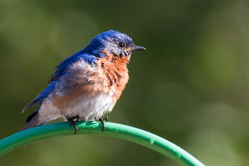 Eastern Bluebird (Sialia sialis) perched on a pole, Male.