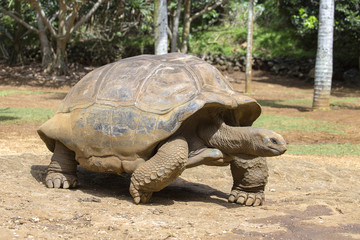 Fototapeta premium Giant turtles, dipsochelys gigantea in island Mauritius , Close up