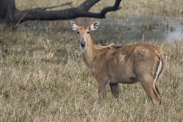 female nilgai or blue cow who stands on a boggy meadow and eats grass