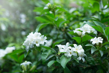 White flower, Orange Jessamine or China Box Tree, Andaman Satinwood on brunch with bokeh green background