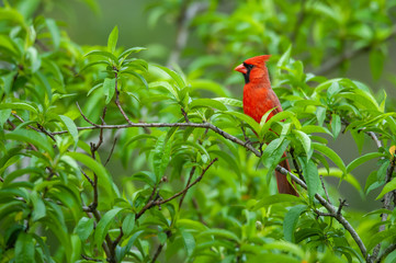 Northern Cardinal, male