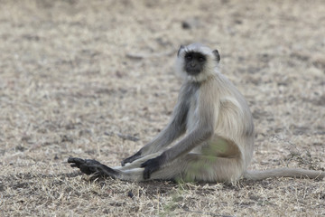 Gray langurs who sits on the ground stretching his legs on a hot day