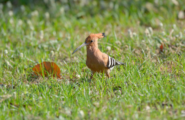 Common Hoopoe (Upupa epops) eating worm