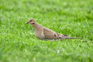 Mourning Dove