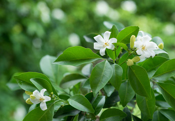 White flower, Orange Jessamine or China Box Tree, Andaman Satinwood on brunch with bokeh green background