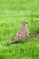 Obraz premium Mourning Dove
