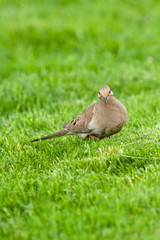 Mourning Dove