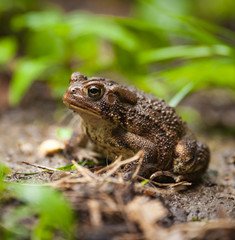 American Toad