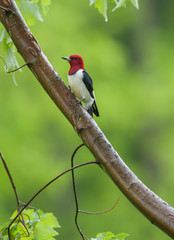 Red-headed Woodpecker, male