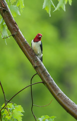 Red-headed Woodpecker, male