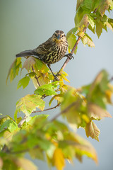 Female Red-winged Blackbird