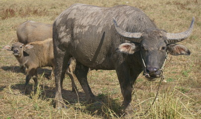 Thai Buffalo lifestyle.The most closely related to the farming of Asian countries. Farmers like buffalo to labor for plowing. Some use buffalo as a vehicle to farm. Some kill buffalo meat.