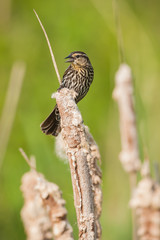 Female Red-winged Blackbird