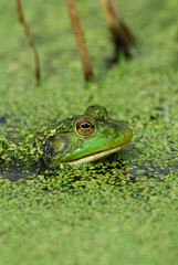 Frog in Water 
