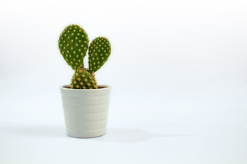 Isolated small cactus plant with white background.