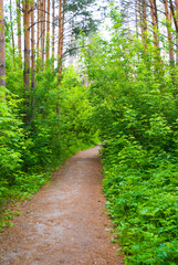 footpath tunnel through wild forest