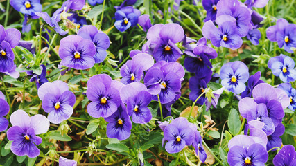 Closeup Shot at A Group of Violet Pansy (Viola, or Violet) Flowers (Selective Focus) for Background, Backdrop, or Wallpaper.