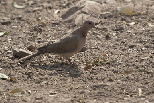 Laughing Dove sitting on the ground on a bright, sunny winter day