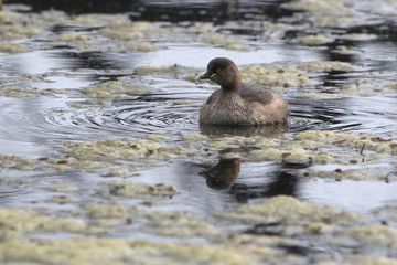 Little Grebe floating on a small lake during a wintery overcast day