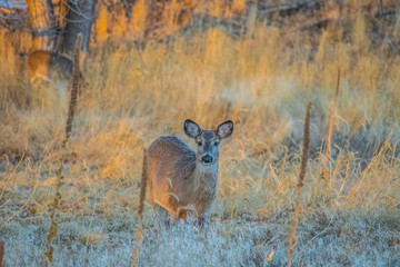 Sunrise in Colorado in the Wilderness