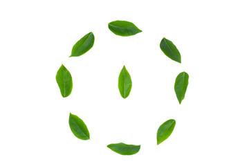 flat lay green leaf isolated on white background for creative nature backdrop