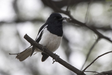 male Oriental magpie robin sitting on a dry branch at the edge of a forest grove in the winter