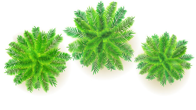 Set of green palm trees, vector 3D illustration isolated on white background. Top view on branches of coconut trees. Exotic jungle trees for your design project.
