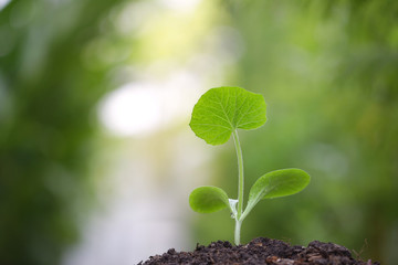Small Pumpking planting