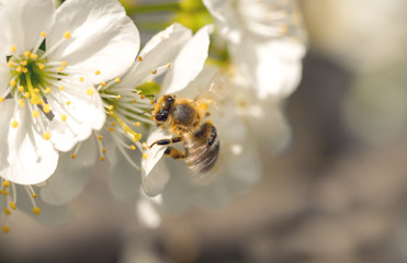 Blossoming spring cherry orchard and honey bee