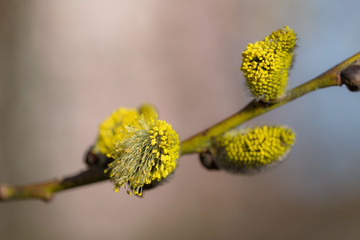 branch of willow with buds