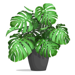 Monstera in a pot. Tropical plant for interior decor of home or office. Vector illustration isolated on white background. © belander