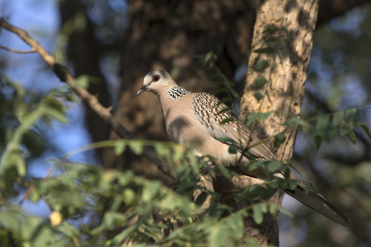 Spotted Dove sitting in the tree crown in the shade on a bright sunny afternoon