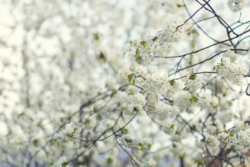 Blooming spring tree. Shallow depth of field.