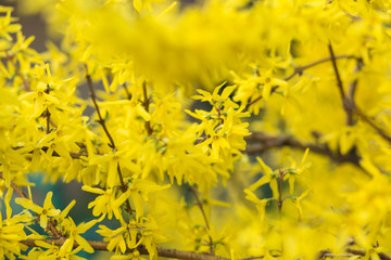 Bush blooming in yellow with a small depth of field.