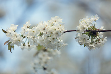 Blooming spring tree. Shallow depth of field.