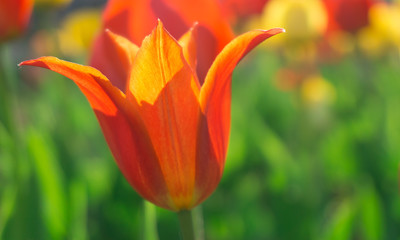 Blossoming Bud of a Tulip